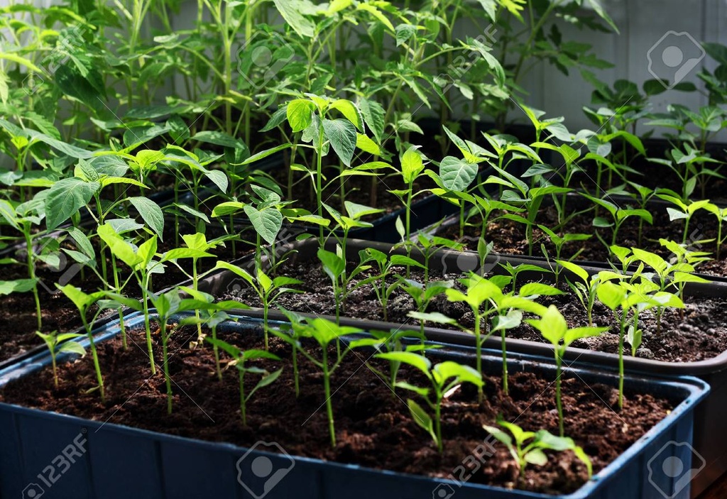 Planta de Tomate 