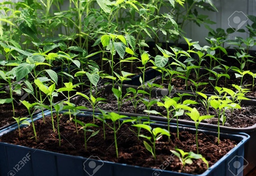 Planta de Tomate 